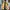 Streetwear Puffer Jacket Pria Yellow