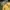 Streetwear Puffer jacket Pria yellow photo 3
