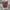 Levi's Vintage Jeans Pria Burgundy