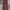Levi's Vintage Jeans Pria burgundy photo 3