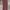 Levi's Vintage Jeans Pria burgundy photo 2