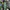 Uniqlo Streetwear Casual Formal pants Pria green photo 2