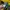 Stussy Casual Hoody Pria yellow photo 5