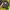 Stussy Casual Hoody Pria yellow photo 6