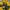 Stussy Casual Hoody Pria yellow photo 2