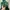 Adidas Sportswear Hoody Pria green photo 3