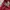 Kodak Sportswear Short Pria red photo 8