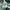 Lacoste Casual Polo shirt Pria green photo 4