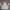 Adidas Y2K Jersey Pria white photo 2