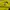 Sportswear Jersey Pria yellow photo 2
