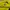 Sportswear Jersey Pria Yellow