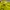 Sportswear Jersey Pria yellow photo 1