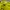 Sportswear Jersey Pria Yellow