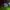 Adidas Sportswear Windbreaker Pria green photo 6