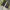 Adidas Gorpcore Sportswear Sweatpants & Joggers Pria black yellow photo 4