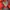 The North Face Gorpcore Track jacket Pria red photo 4