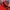 The North Face Gorpcore Track Jacket Pria Red