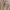 Carhartt Vintage Streetwear Pria tan photo 2