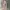 Carhartt Vintage Streetwear Pria Tan