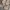 Carhartt Vintage Streetwear Pria tan photo 6
