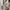 Carhartt Vintage Streetwear Pria tan photo 8