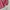 Nicole Club for Men Casual Harrington jacket Pria burgundy photo 6