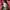 Nicole Club for Men Casual Harrington jacket Pria burgundy photo 5