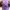 Avant Garde Shirt Wanita purple photo 3