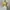 Giordano Casual T-shirt Wanita yellow photo 3