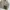 GAP Vintage Sportswear Windbreaker Pria green photo 2