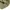 CREMIEUX Casual Polo shirt Pria green khaki photo 5
