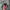 Chase Nascar Vintage Hat Pria red black photo 1
