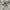Jeep Biker Casual Track jacket Pria cream photo 2