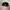 New Era Streetwear Sportswear Hat Pria green black photo 4