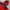 NEPA Gorpcore Sportswear Parka Pria red black photo 6