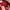 Adidas Streetwear Sportswear Jersey Pria red photo 3