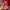 Biker Bomber jacket Pria red photo 8