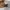 Gucci Luxury Wanita brown photo 1