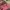 Prada Vintage Luxury Wanita pink photo 1