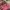 Prada Vintage Luxury Wanita Pink