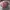 Prada Vintage Luxury Wanita pink photo 8