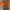 Gaudi Casual Crop top Wanita orange photo 3