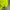 Descente Sportswear Short Pria green photo 4