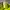 Descente Sportswear Short Pria green photo 7