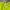 Descente Sportswear Short Pria green photo 5