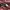 Fieldcore Y2K Sportswear Windbreaker Pria burgundy photo 7