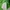 Abercrombie & Fitch Skater Hoody Pria white green photo 4