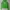Abercrombie & Fitch Skater Hoody Pria white green photo 1