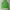 Abercrombie & Fitch Skater Hoody Pria white green photo 6