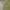 LAINE Muslim Formal shirt Pria green photo 5